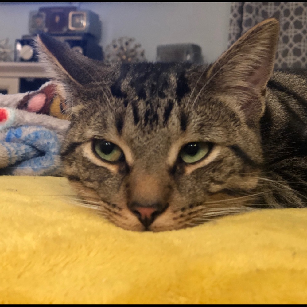 Meet your Posher, Amanda